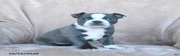Boston Terrier dogs for sale: Elvis - Ad 1