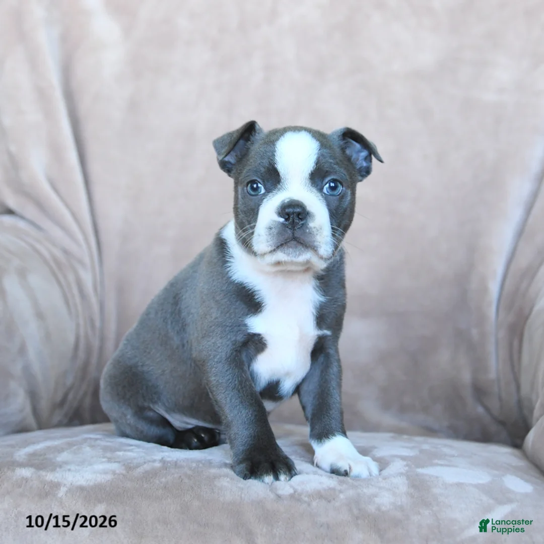 Boston Terrier dogs for sale: Elvis - Ad 1