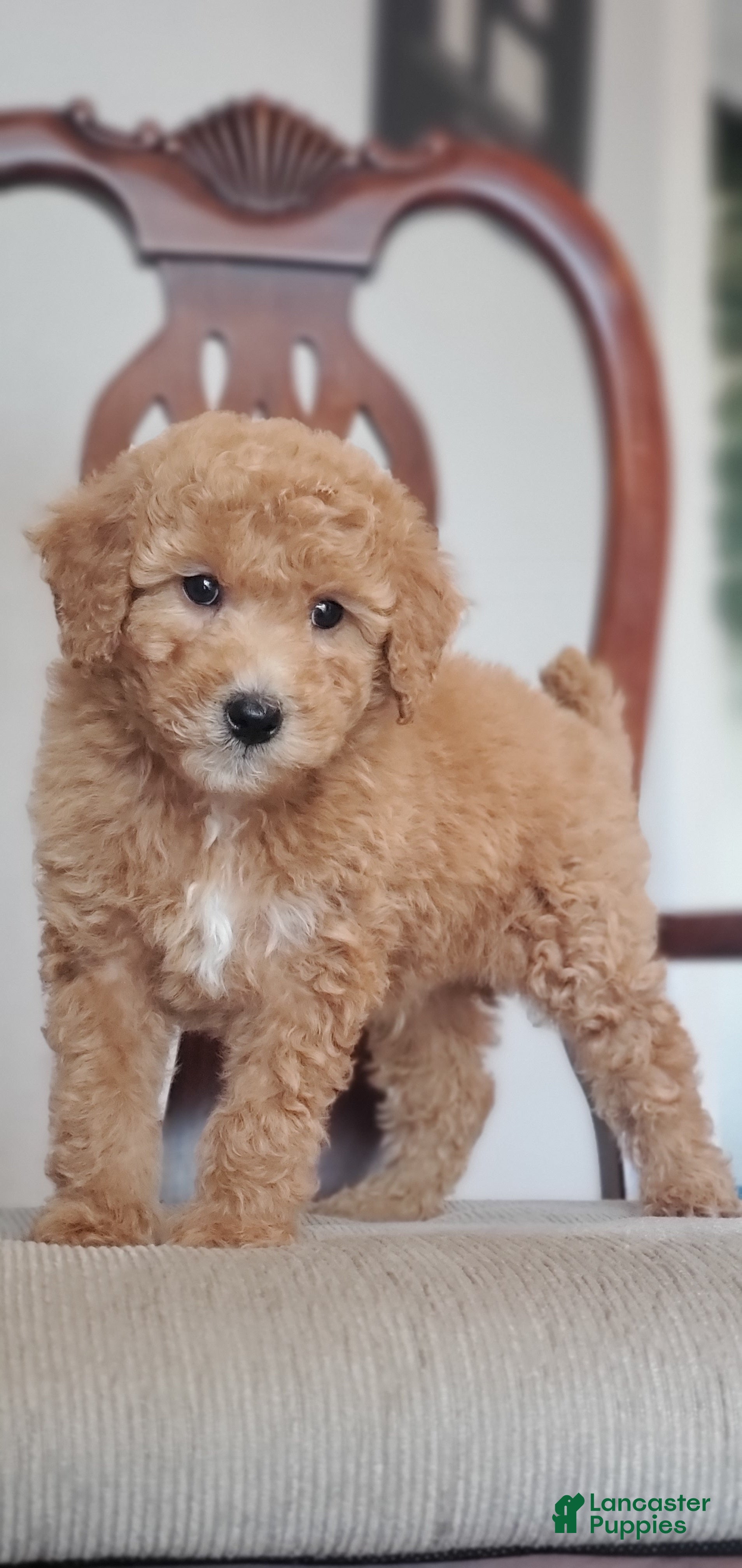 Mini Goldendoodle dogs Charlie - Ad 2