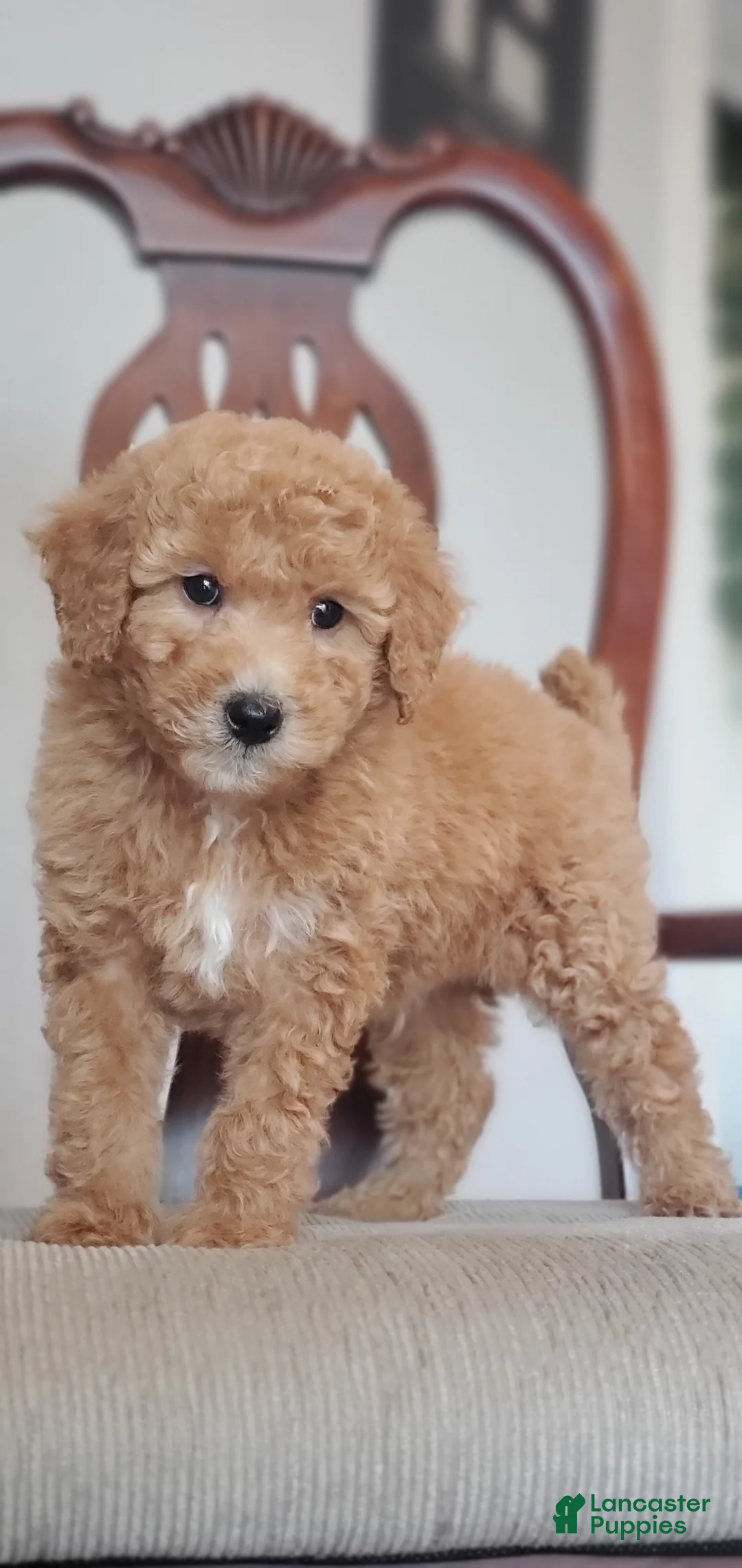 Mini Goldendoodle dogs for sale: Charlie - Ad 2