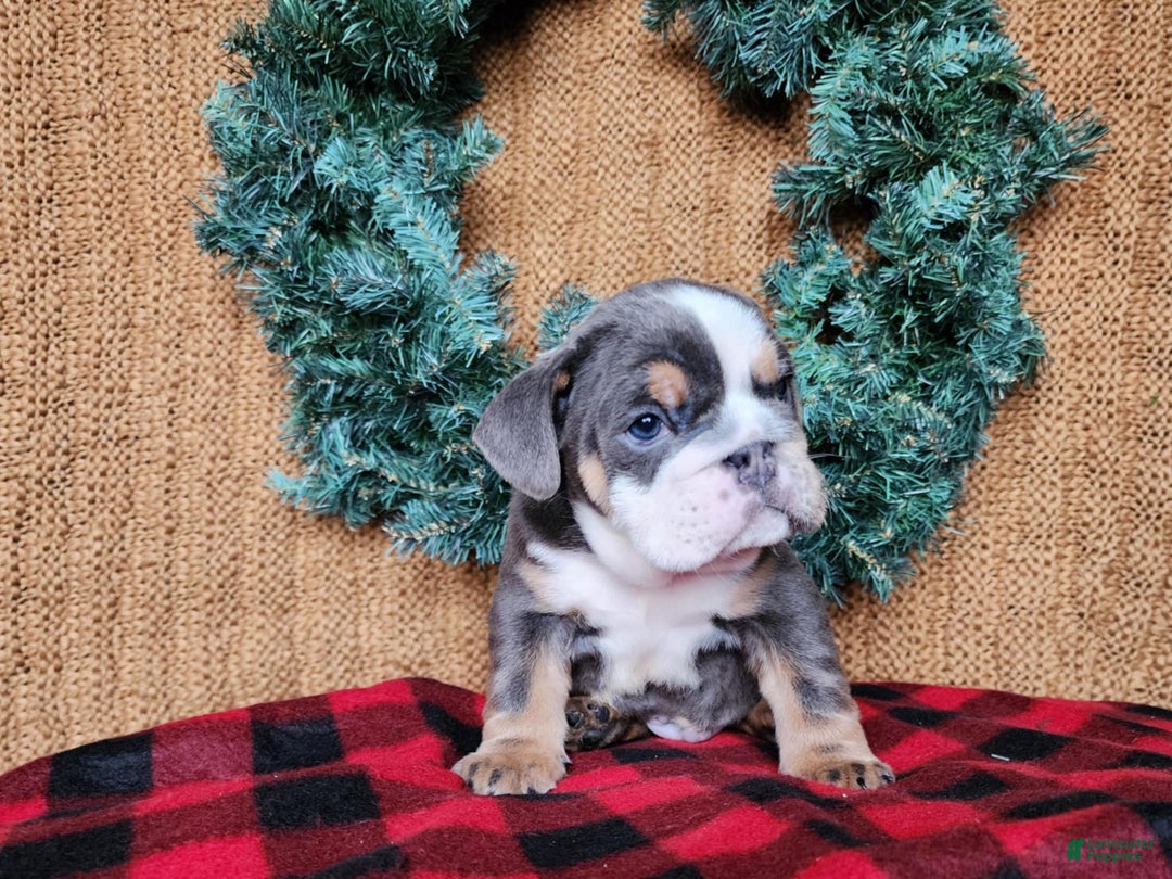 English Bulldog dogs for sale: Elliot - Ad 8
