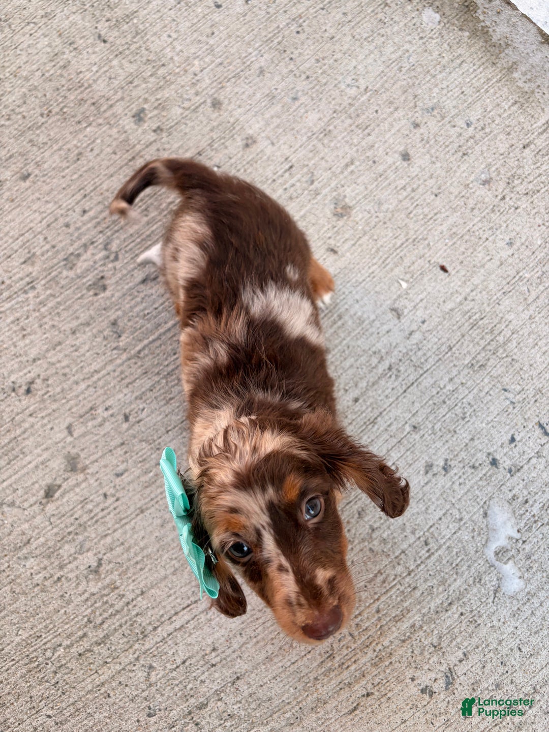 Miniature Dachshund dogs for sale: Molly - Ad 6