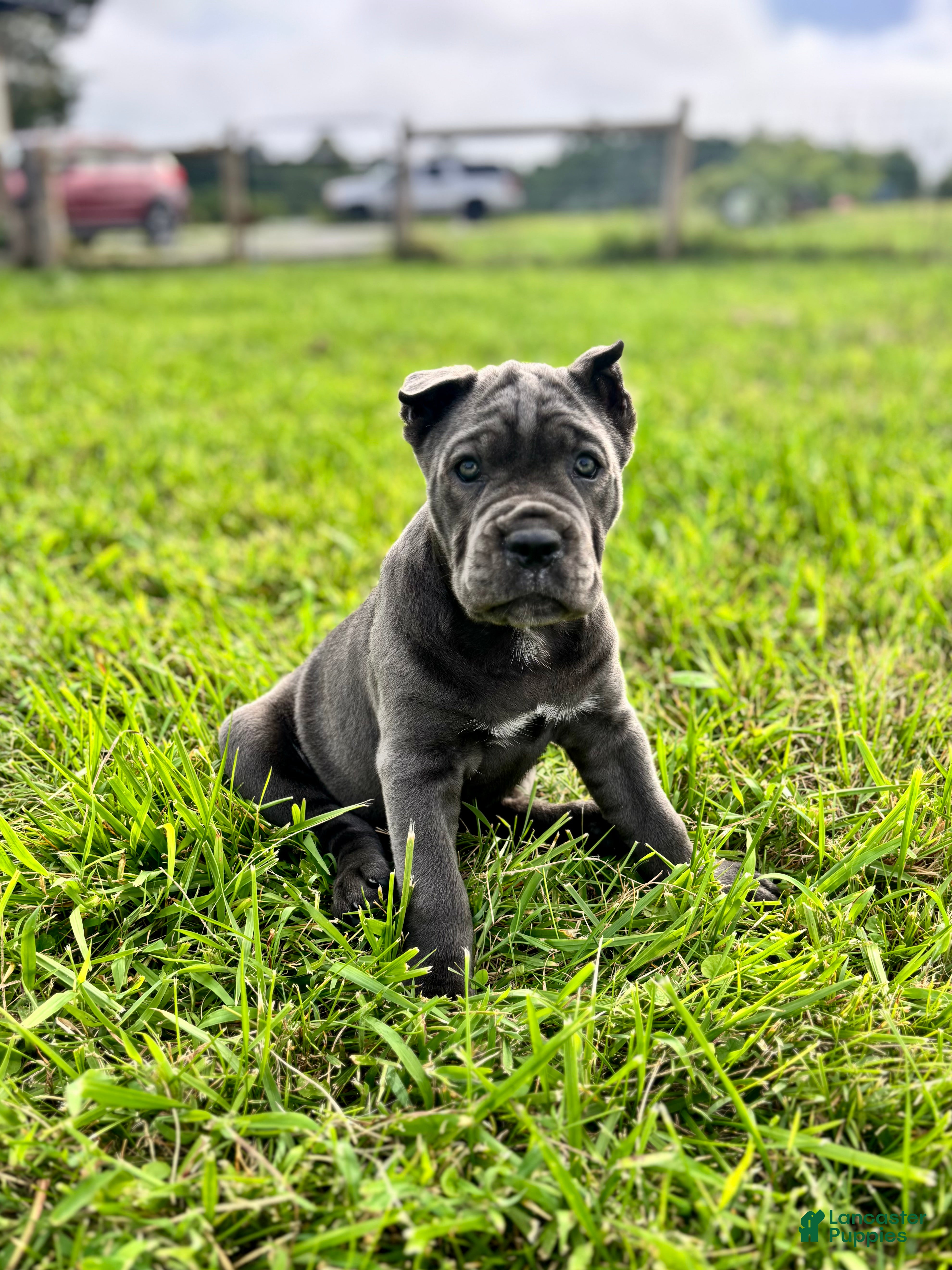 Cane Corso dogs Rianna - ICCF Registered Cane Corso Italian Mastiff - Ad 1