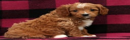 Cavapoo dogs for sale: Holly - Ad 5