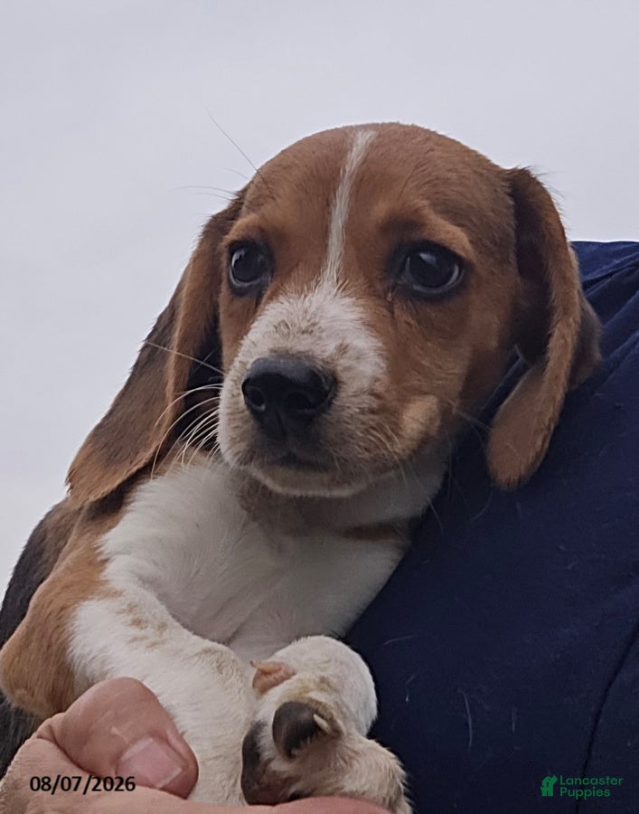 Beagle dogs Peggy - Ad 2