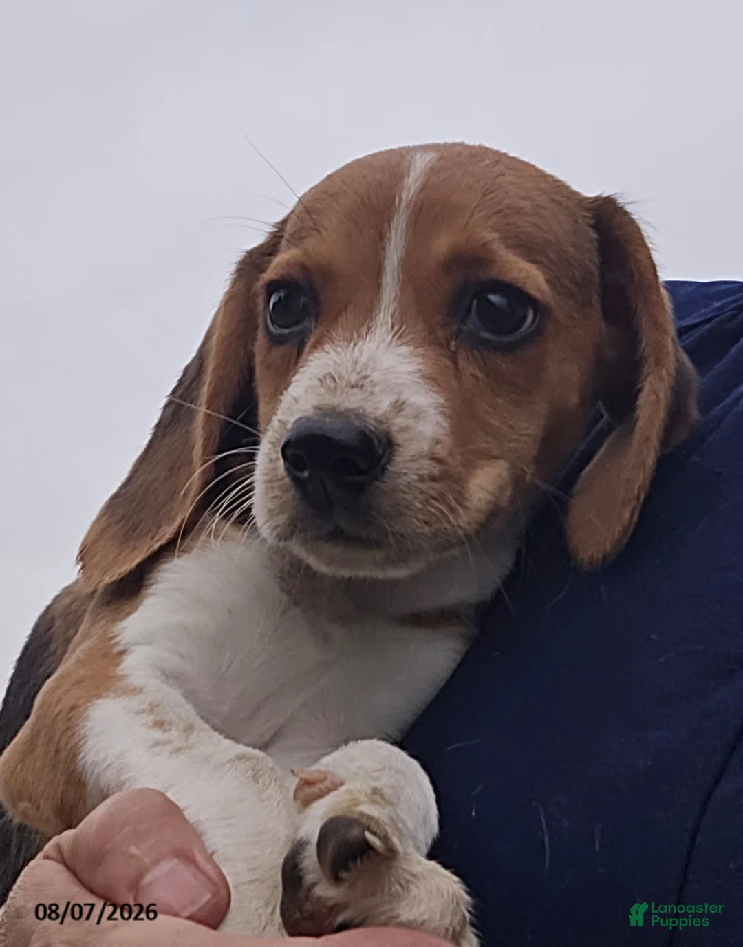 Beagle dogs for sale: Peggy - Ad 2