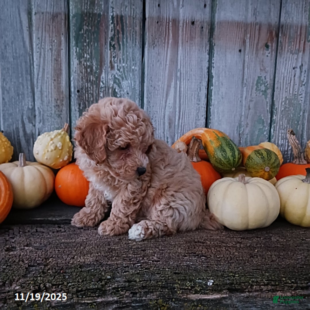 Bichpoo dogs for sale: Sophia - Ad 3