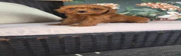 Cavapoo dogs for sale: Felicity - Ad 9