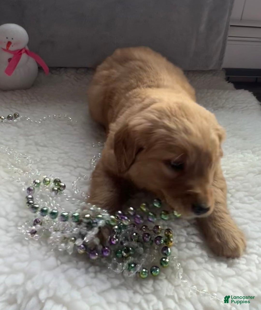 Golden Retriever dogs for sale: Belle - Ad 7