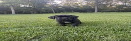 Cane Corso dogs for sale: Rosie - Ad 3