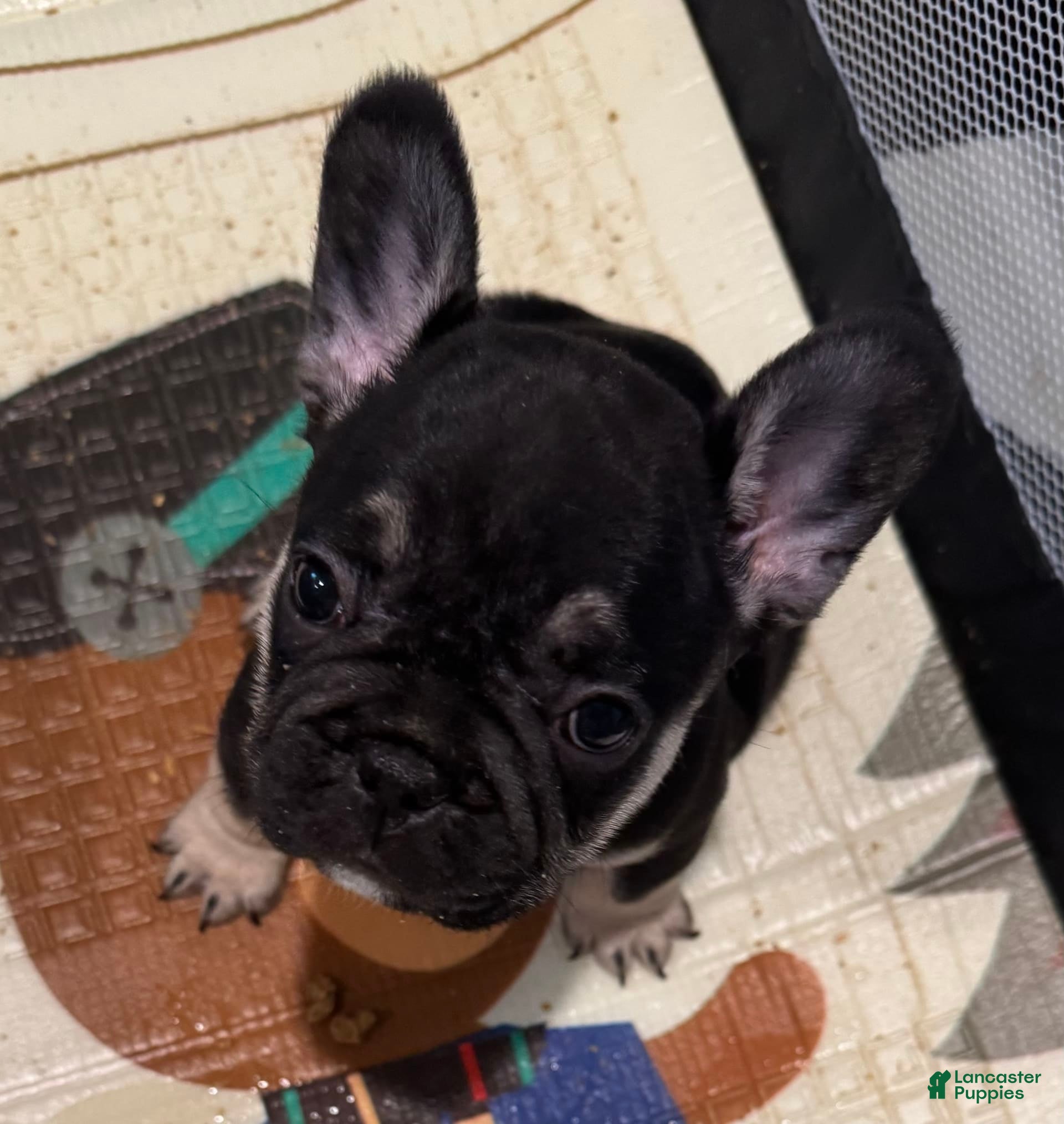 French Bulldog dogs Smokey - Ad 2
