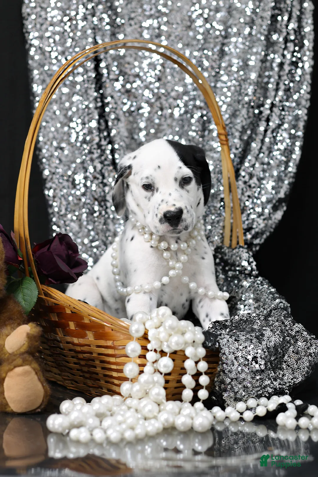 Dalmatian dogs for sale: Dalmatian Puppy 3 - Ad 2