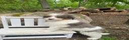 Bernedoodle dogs for sale: Pete - Ad 9