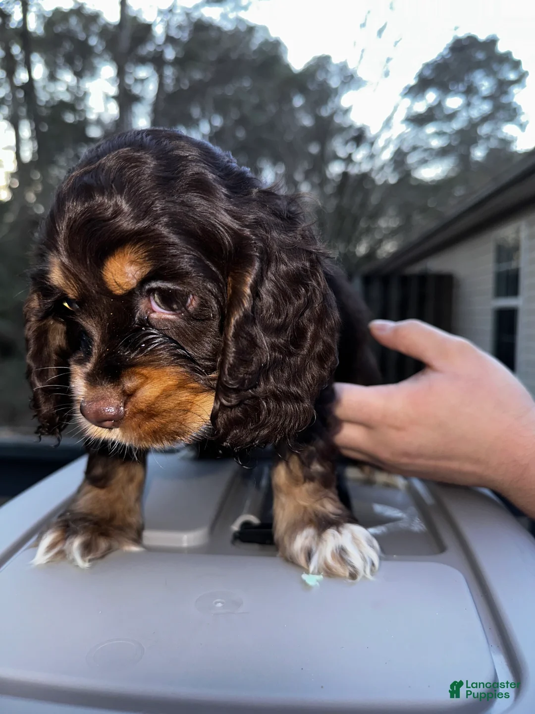 Cocker Spaniel dogs for sale: Socks  - Ad 2