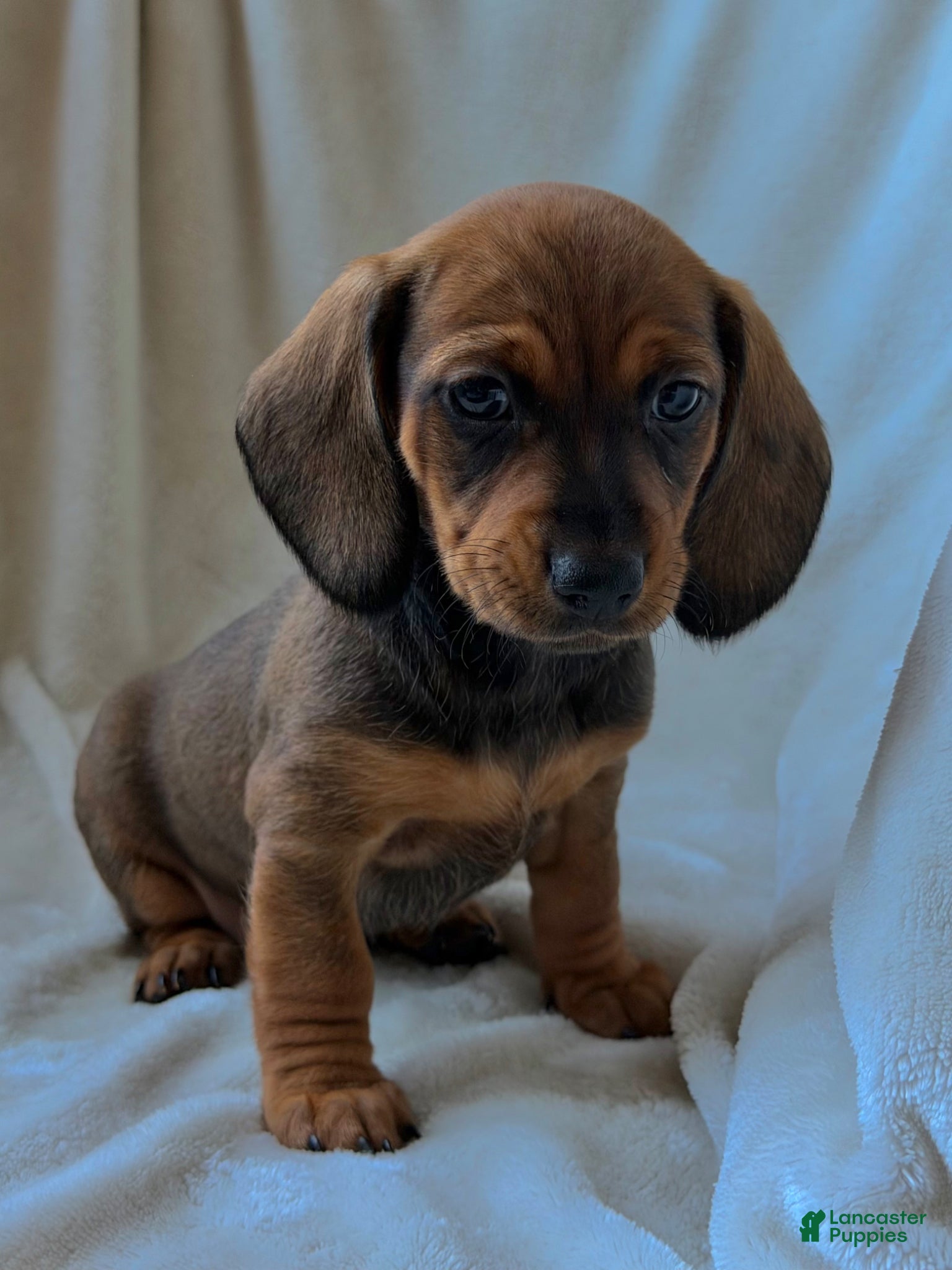 Miniature Dachshund dogs Betty - Ad 6