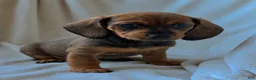 Miniature Dachshund dogs for sale: Betty - Ad 1