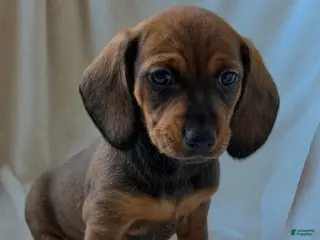 Miniature Dachshund dogs Betty - Ad 6