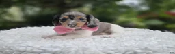 Miniature Dachshund dogs for sale: Faith - Ad 5