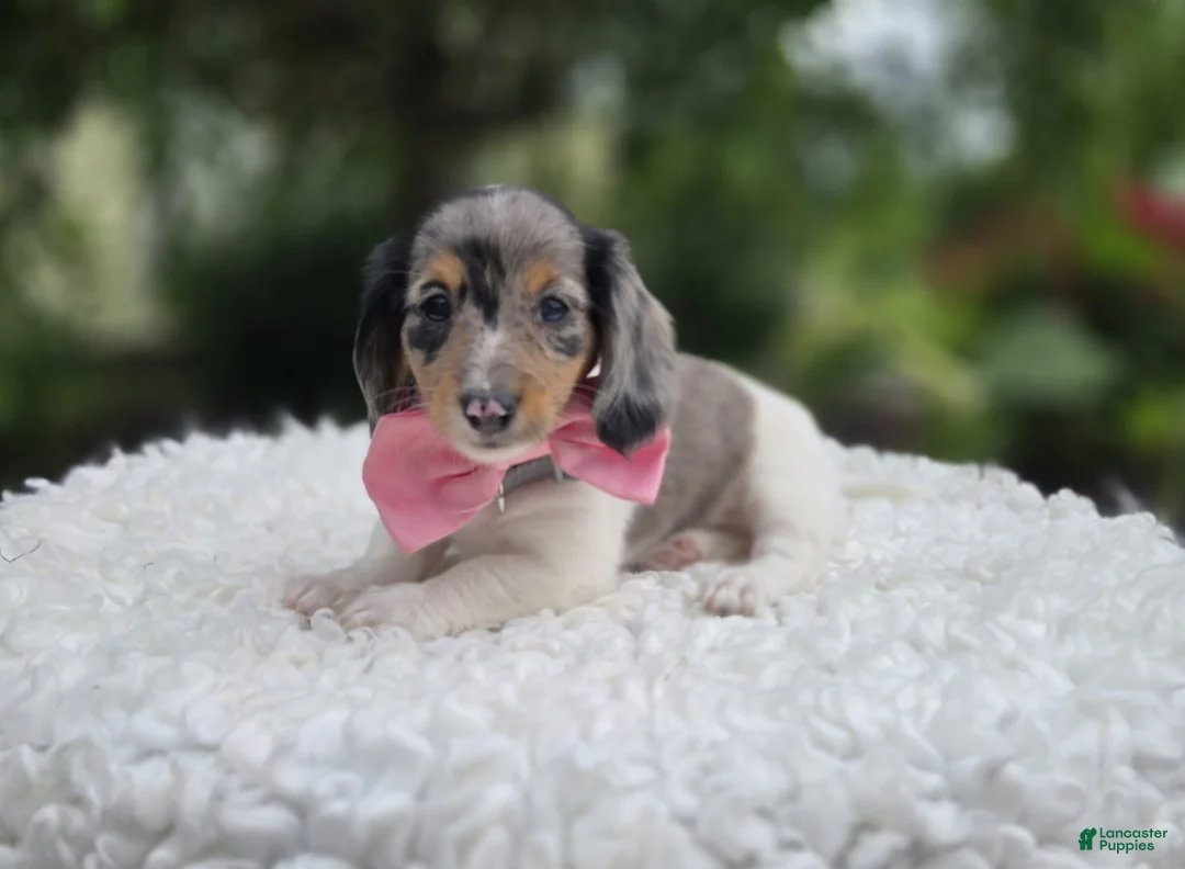 Miniature Dachshund dogs for sale: Faith - Ad 5