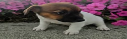 Jack Russell Terrier dogs for sale: Jewel - Ad 3