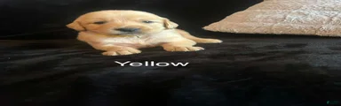 Yellow 💛