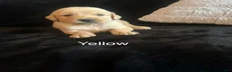 Golden Retriever dogs for sale: Yellow 💛 - Ad 1