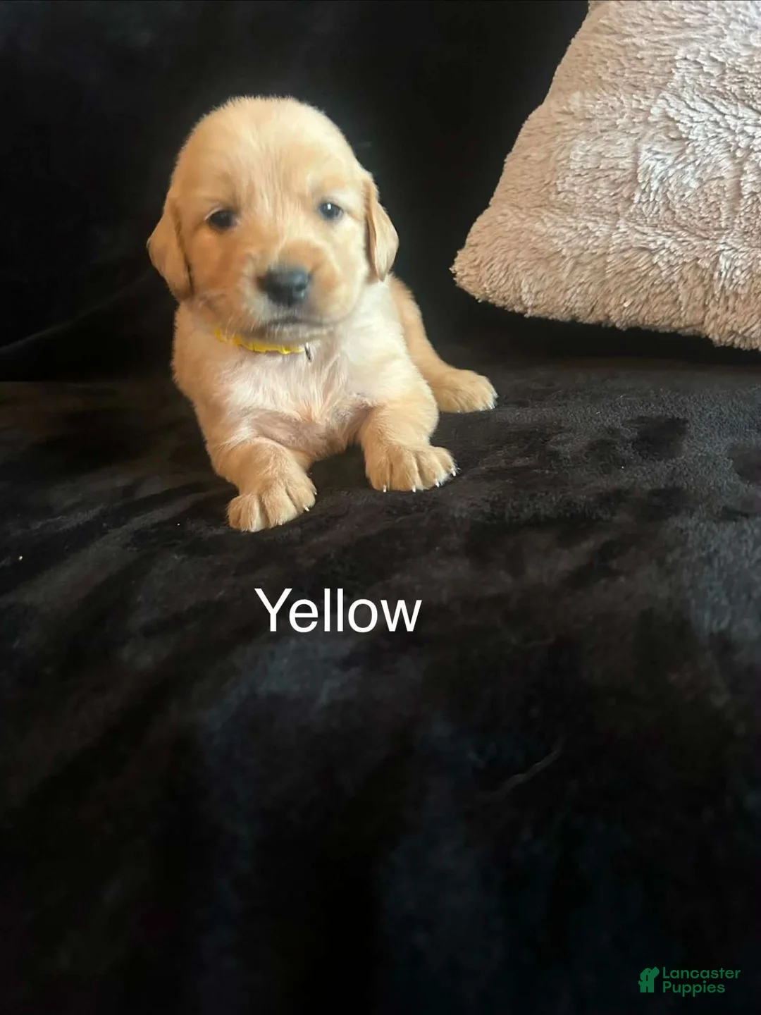Golden Retriever dogs for sale: Yellow 💛 - Ad 1
