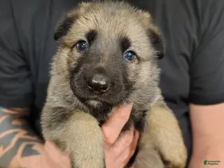 German Shepherd dogs Phoenix - Ad 41