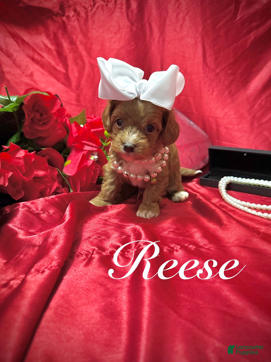 Yorkiepoo dogs for sale: Reese  - Ad 7
