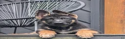German Shepherd dogs for sale: Cyrus - Ad 4