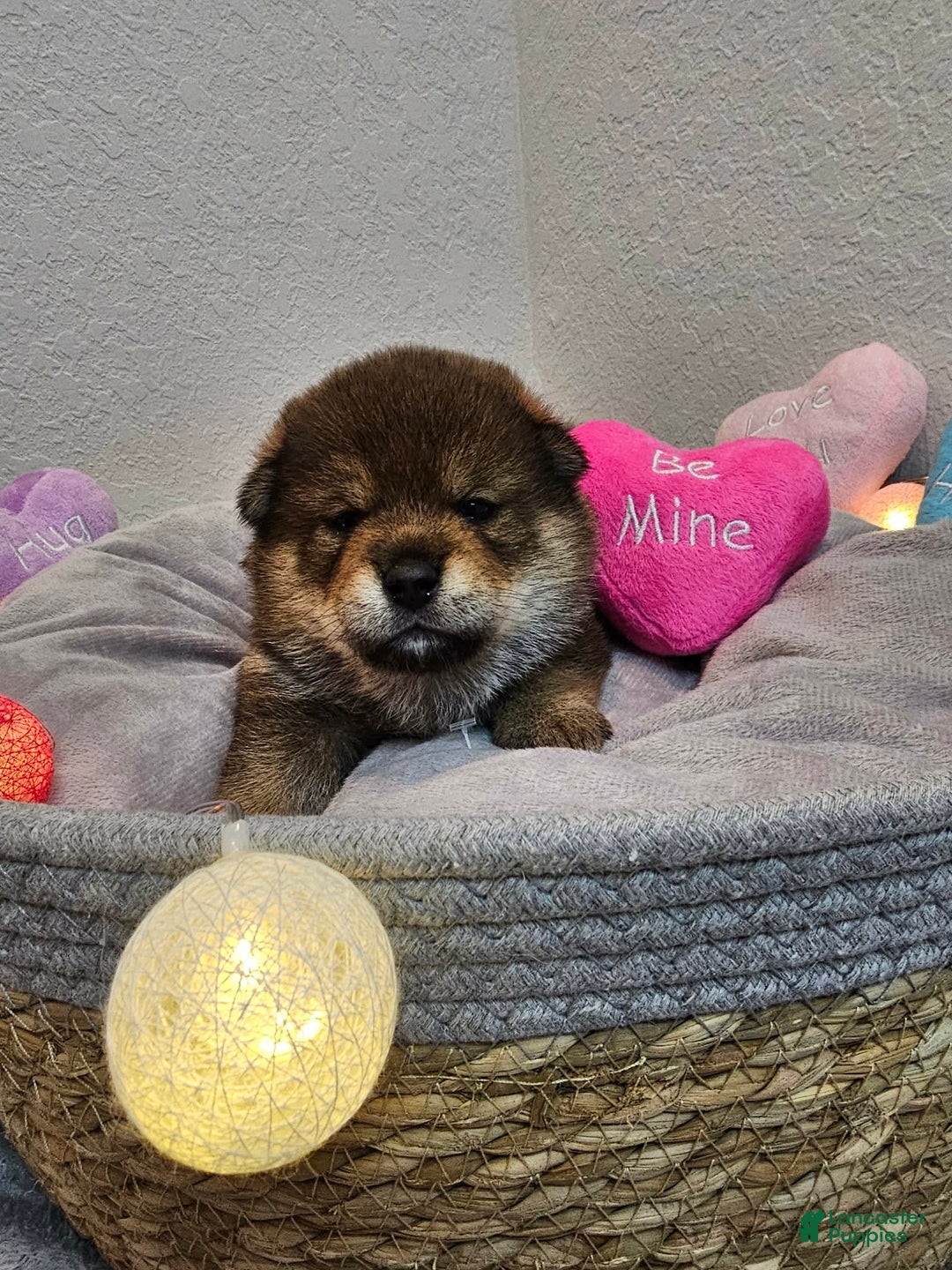 Shiba Inu dogs for sale: Aki - Ad 3