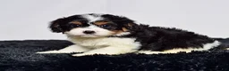 Cavapoo dogs for sale: Mr. Calvin - Ad 4