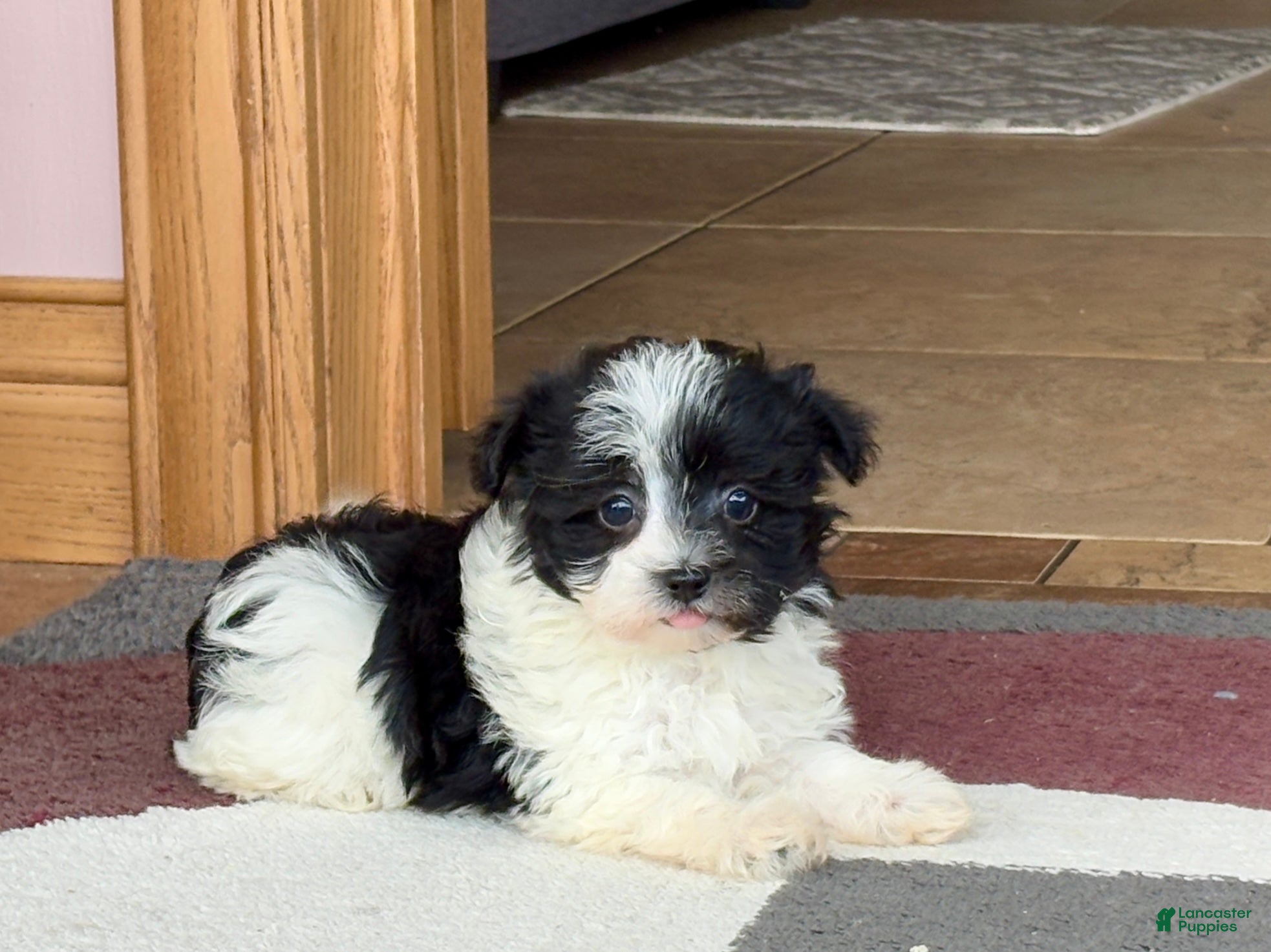 Havanese dogs Female 1 - Ad 2