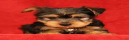 Yorkshire Terrier dogs for sale: Haven - Ad 6