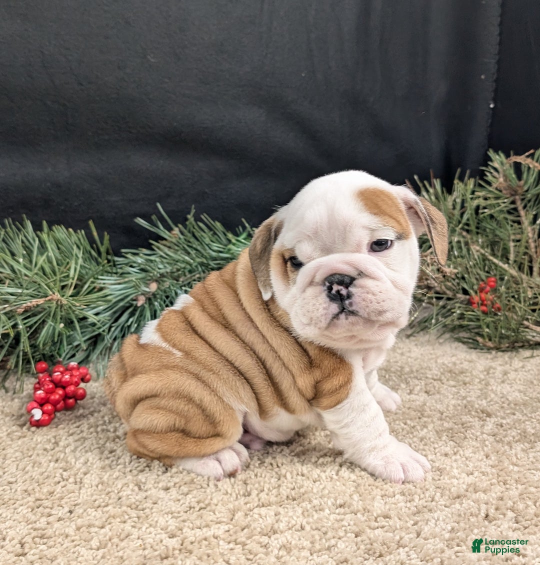 English Bulldog dogs for sale: Rudy - Ad 5