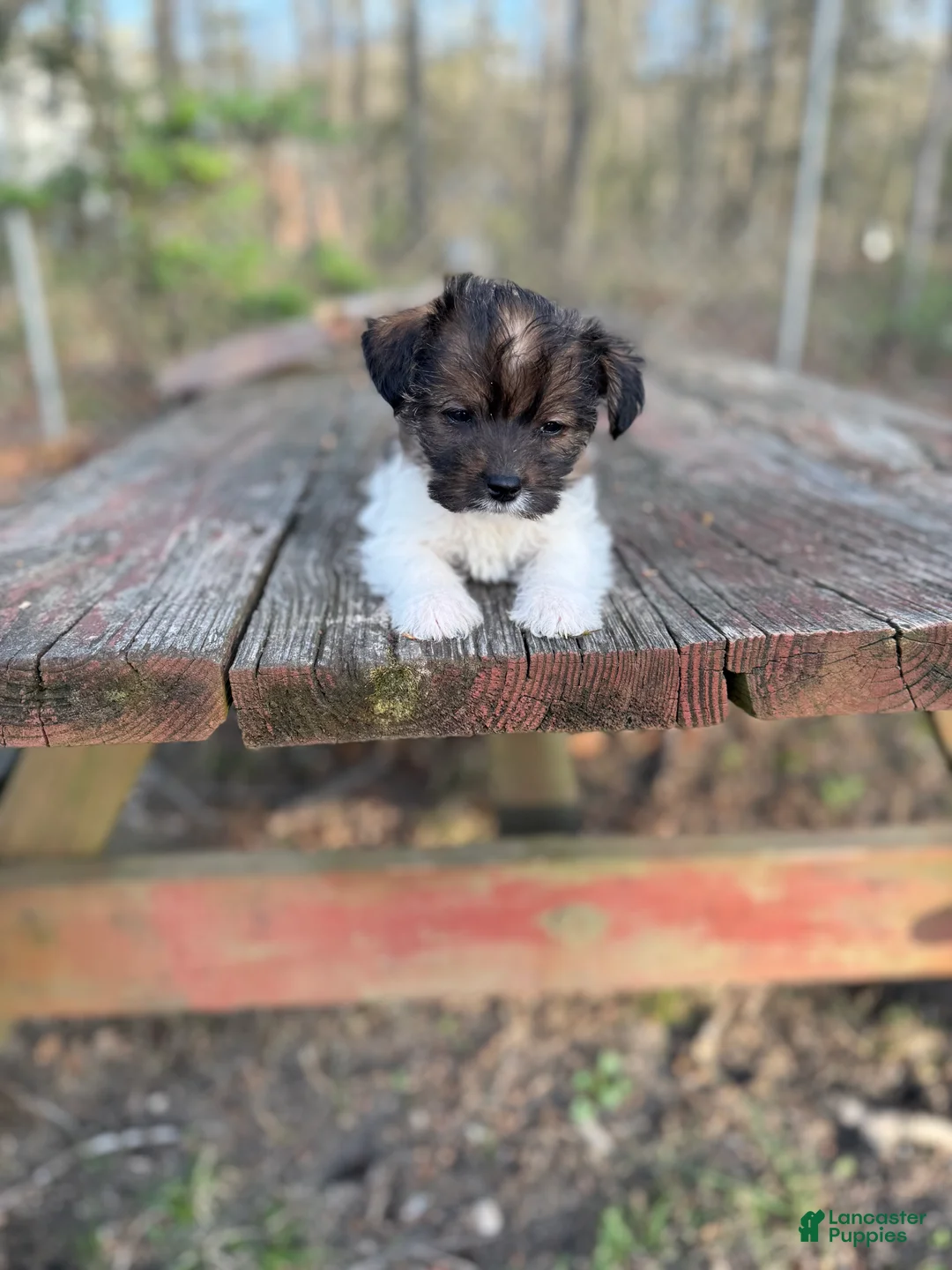 Yorkiepoo dogs for sale: Yorkiepoo Puppy 2 - Ad 1
