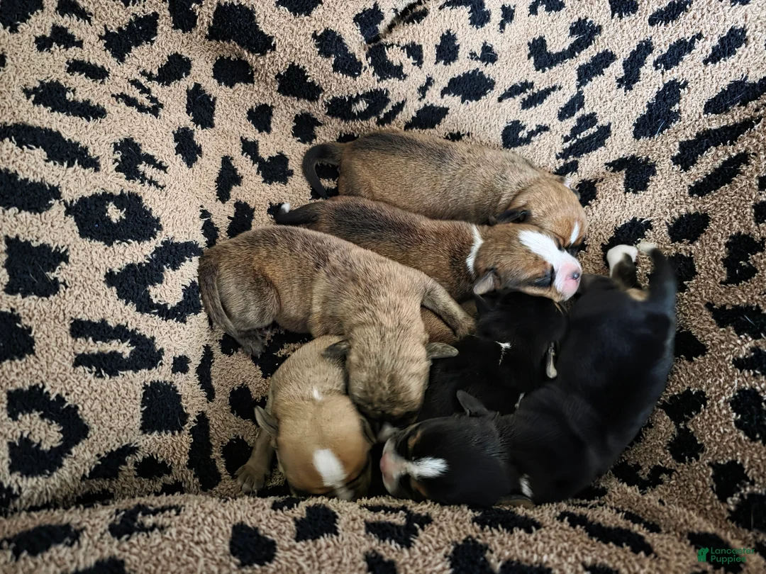 Beabull dogs for sale: Puppy 1 - Ad 3