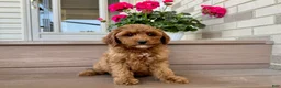 Cockapoo dogs for stud: Cockapoo 4 puppies - Ad 25
