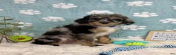 Mini Bernedoodle dogs for sale: Barkley  - Ad 3