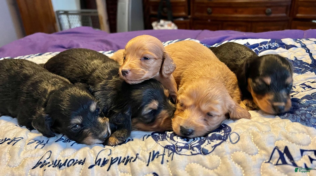 Miniature Dachshund dogs for sale: Triscuit Russian red - Ad 4