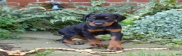 Doberman Pinscher dogs for sale: Orchid - Ad 6