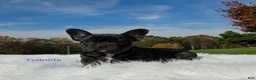 Mixed Breed dogs for sale: Twinkle - Ad 1