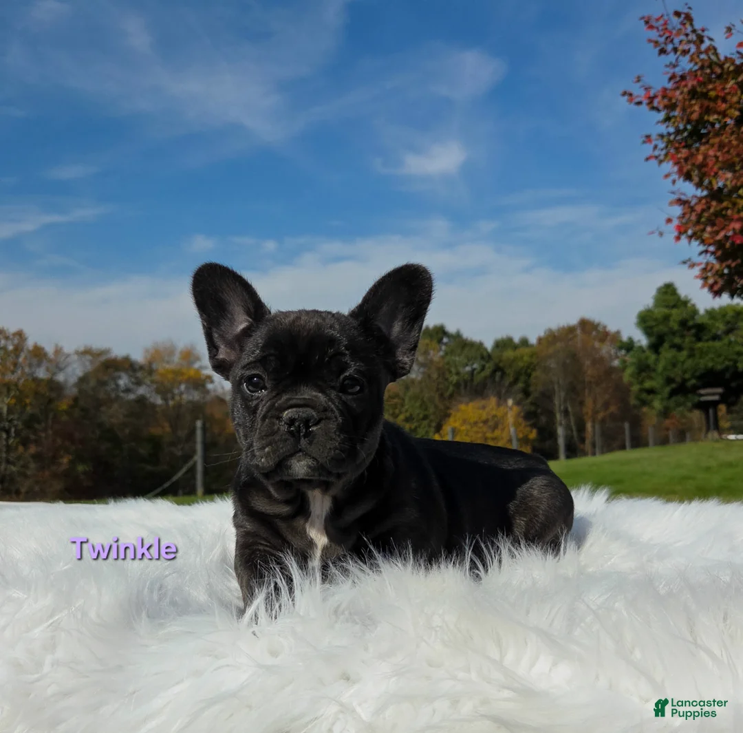 Mixed Breed dogs for sale: Twinkle - Ad 1