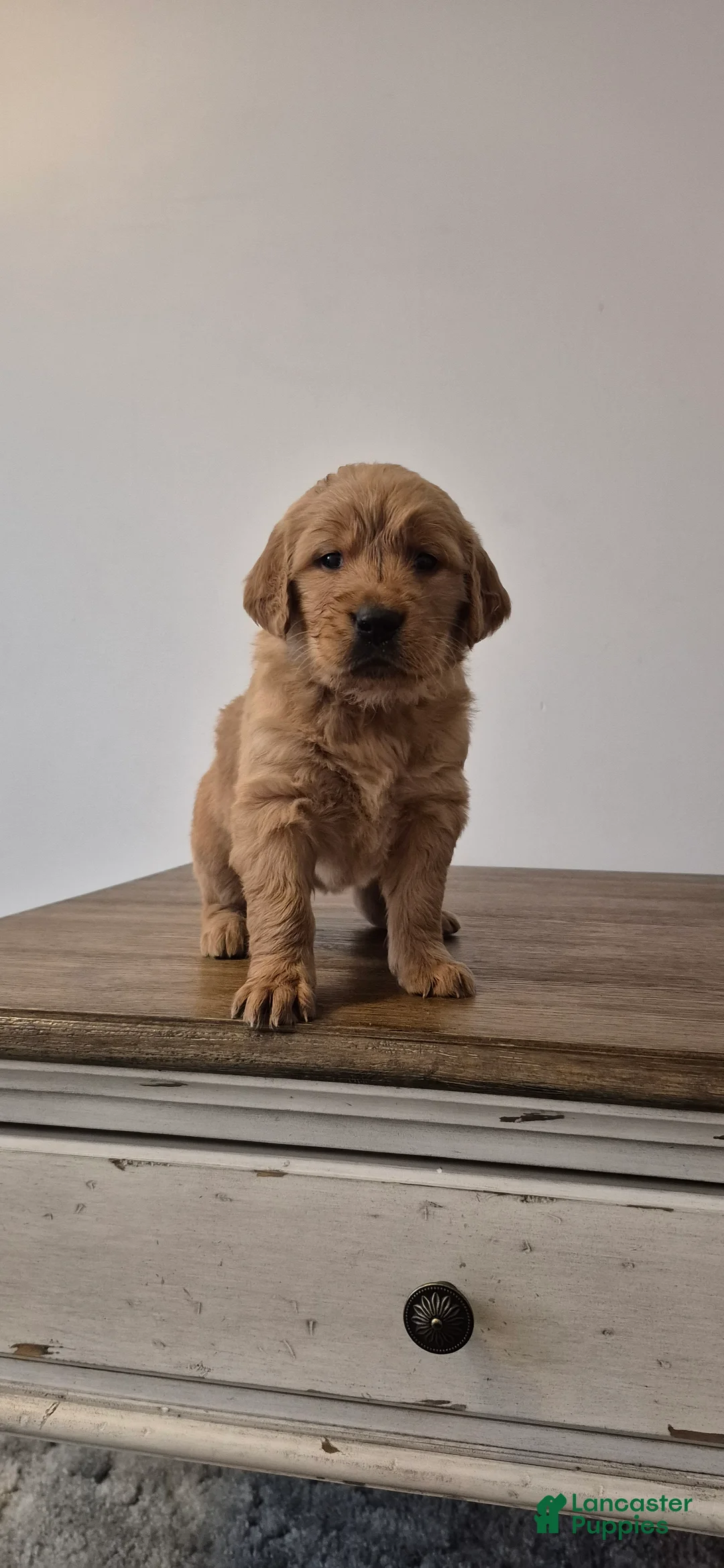 Golden Retriever dogs for sale: Sienna - Ad 3