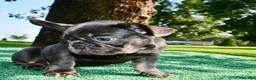 French Bulldog dogs for sale: French Bulldog 2 - Ad 14