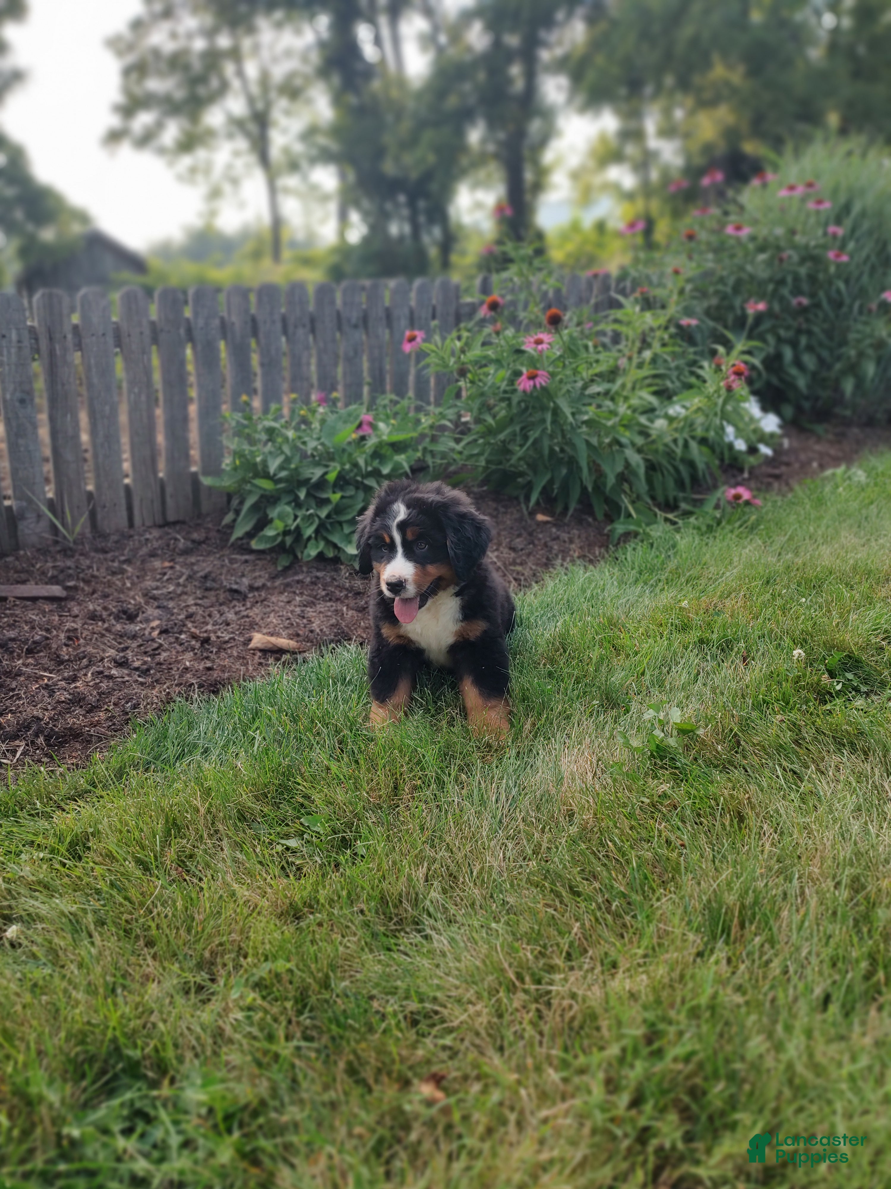 Bernese Mountain Dog dogs Alex - Ad 1