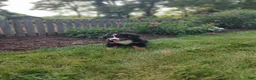 Bernese Mountain Dog dogs for sale: Alex - Ad 1