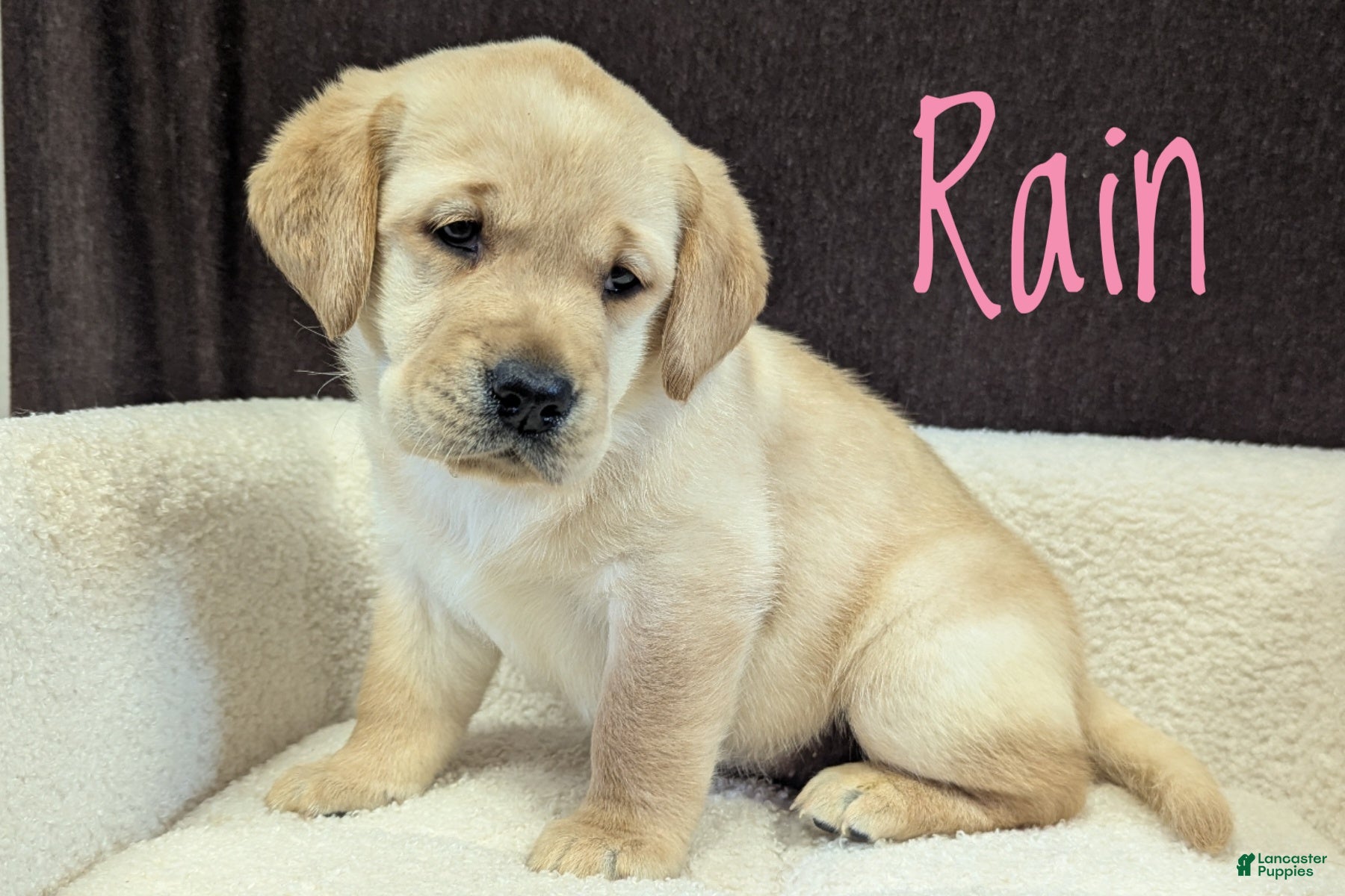 Labrador Retriever dogs Rain - Ad 1