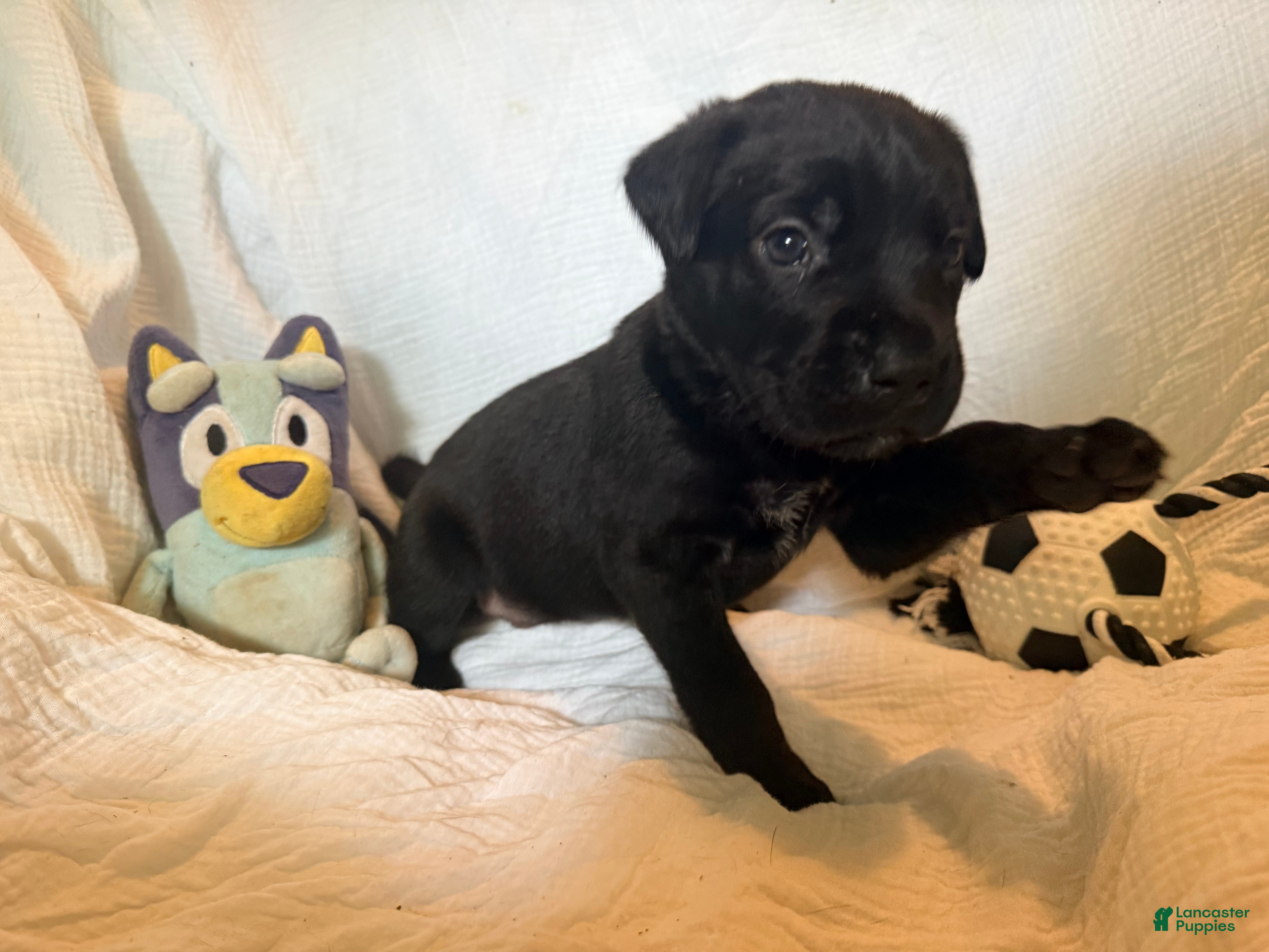 Cane Corso dogs Cain AKC red collar - Ad 11