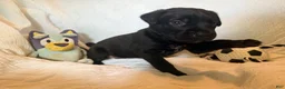 Cane Corso dogs for sale: Cain AKC red collar - Ad 23